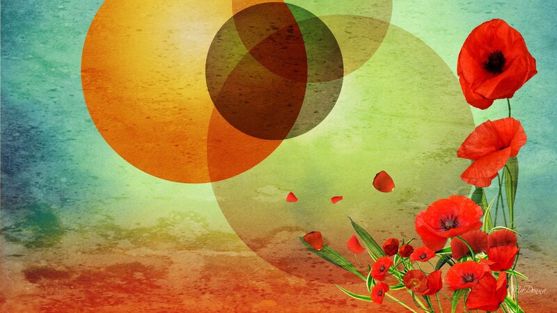 Red Poppy Flowers — Calm, Digital Art, Circles