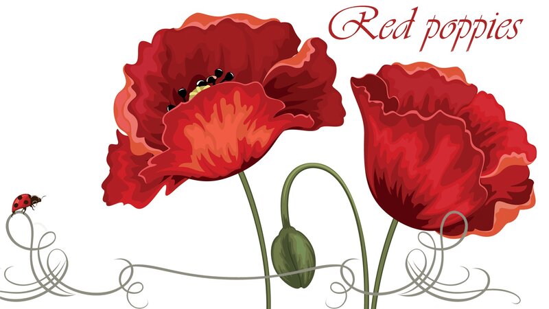 Red Poppy Flowers — Calm, Illustration, Ladybug