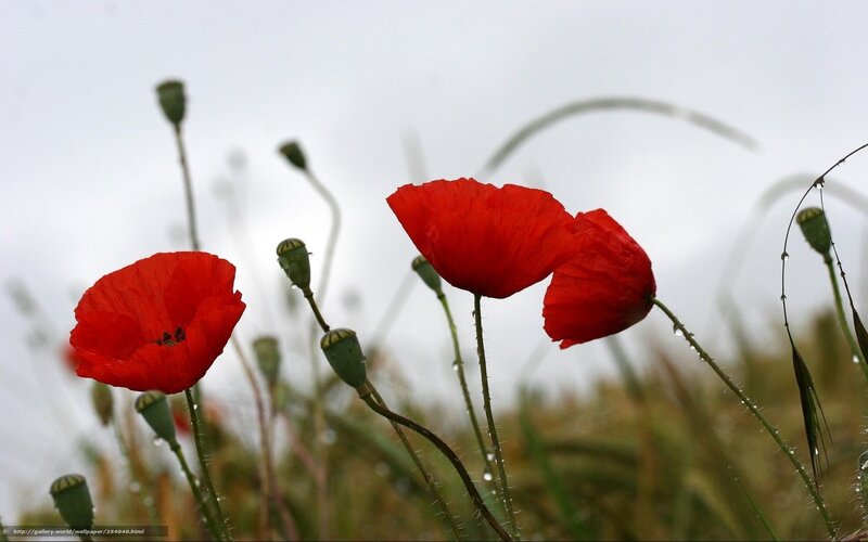 Red Poppy Flowers — Calm, Morning, Photograph, Buds