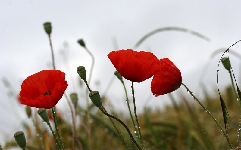 Red Poppy Flowers — Calm, Morning