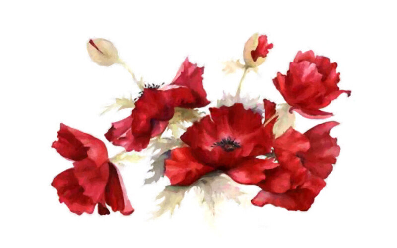 Red Poppy Flowers — Calm, Painting, Buds