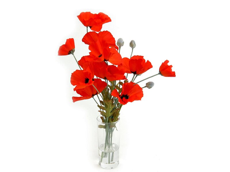 Red Poppy Flowers — Calm, Photograph