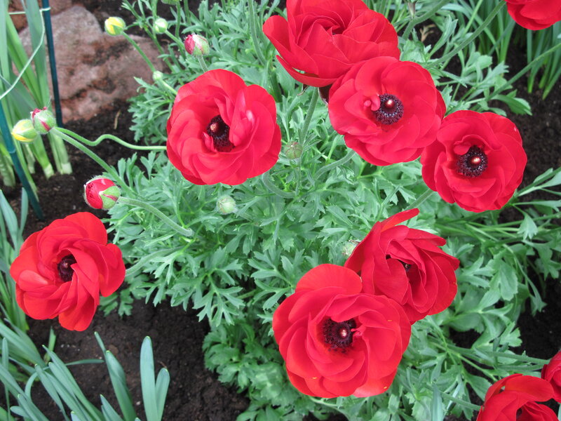 Red Poppy Flowers — Calm, Spring, Photograph, Green Leaves