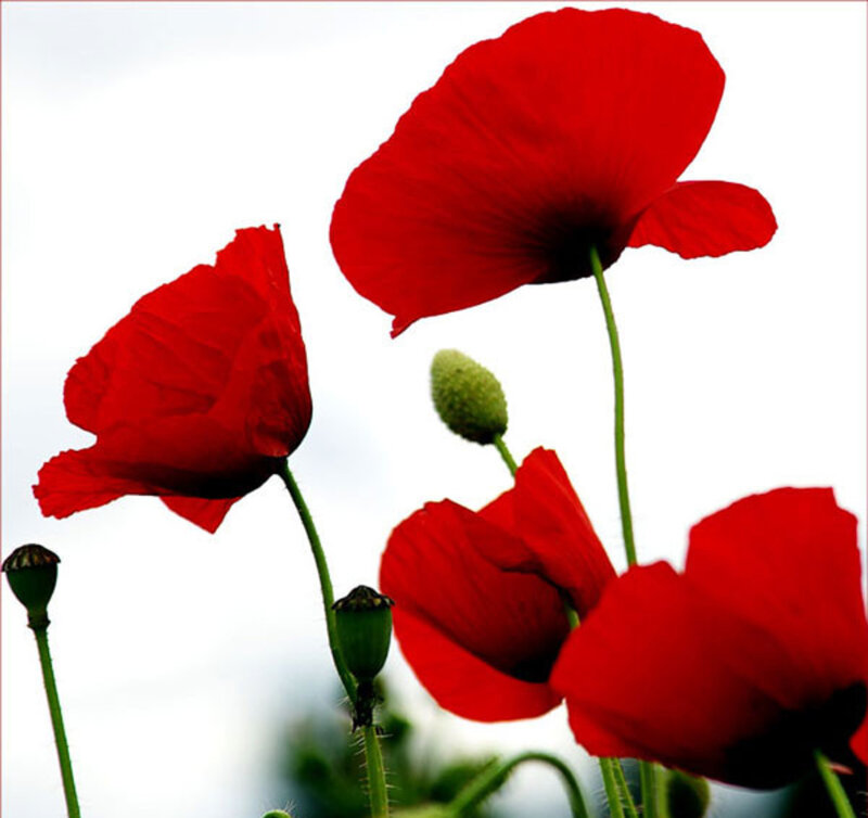 Red Poppy Flowers — Calm, Spring, Photograph, Green Stems, Buds