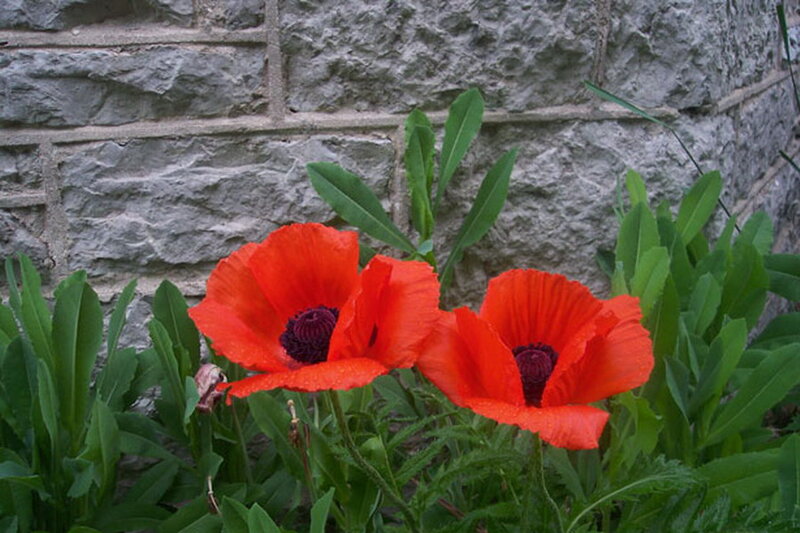 Red Poppy Flowers — Calm, Spring, Photograph