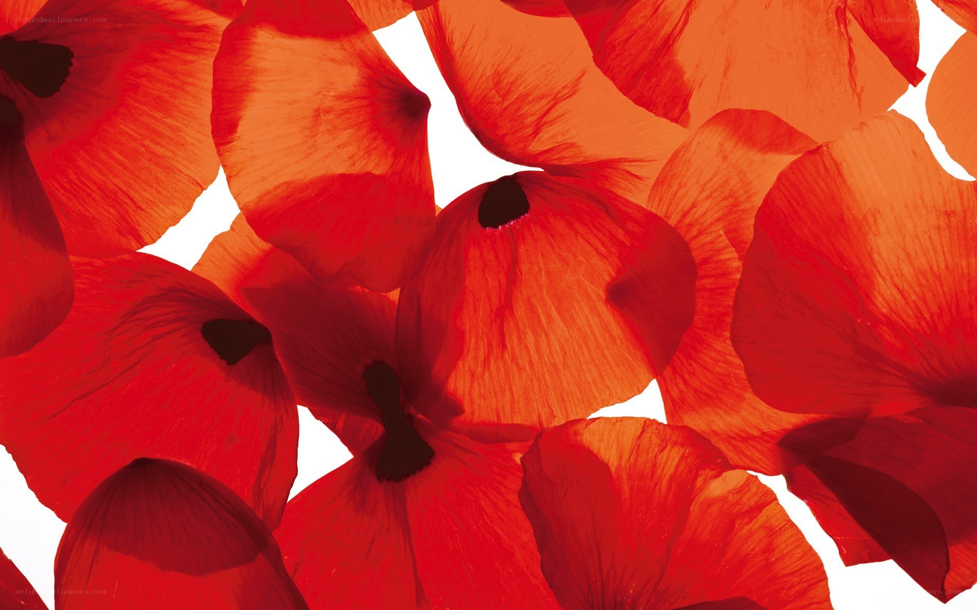 Red poppy flowers close-up