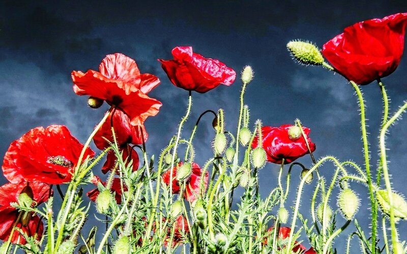 Red Poppy Flowers — Dramatic, Afternoon, Photograph, Buds