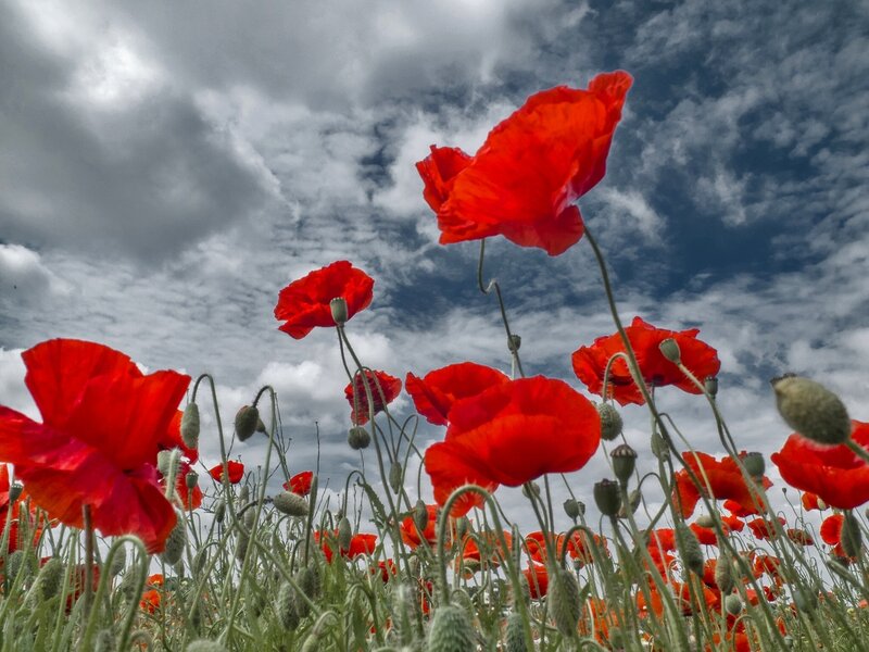 Red Poppy Flowers — Dramatic, Afternoon, Photograph, Clouds
