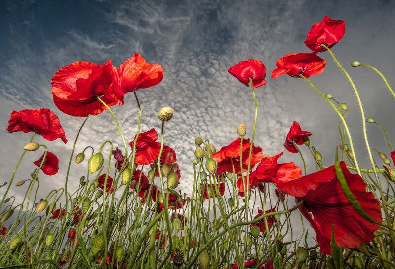 Red Poppy Flowers — Dramatic, Afternoon, Photograph, Sky, Clouds