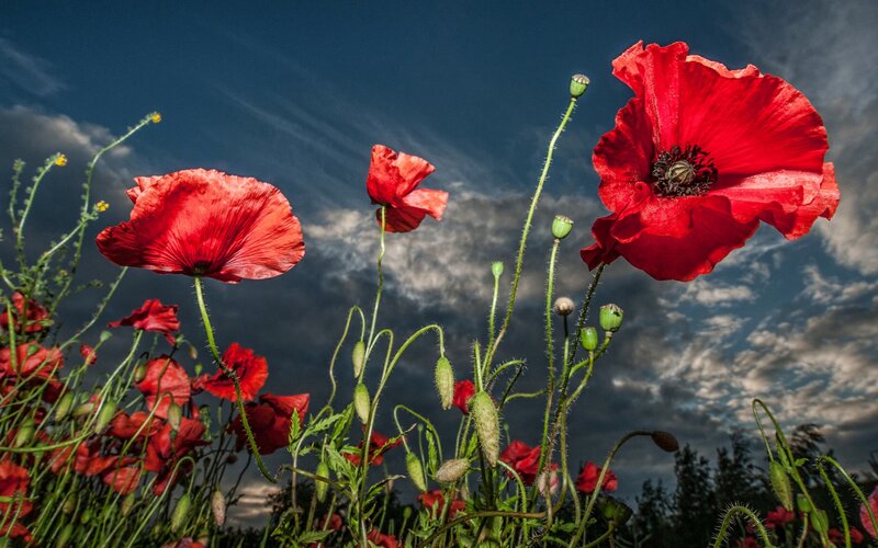 Red Poppy Flowers — Dramatic, Afternoon, Photograph, Sky
