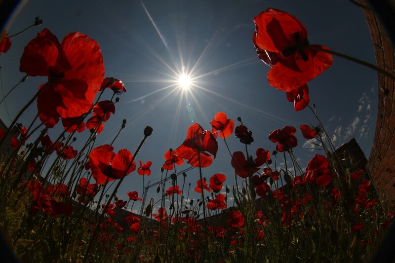 Red Poppy Flowers — Dramatic, Afternoon, Photograph, Sun