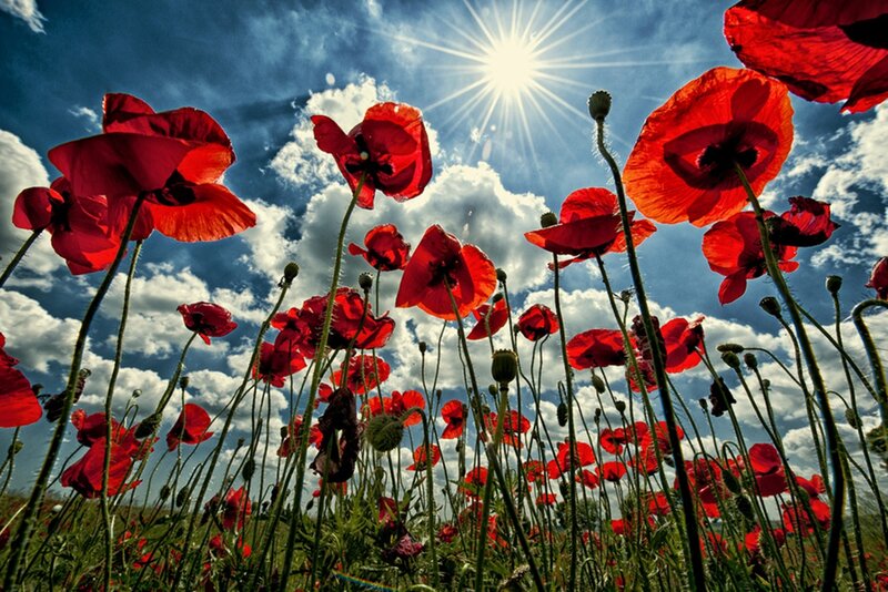 Red Poppy Flowers — Dramatic, Afternoon, Photograph