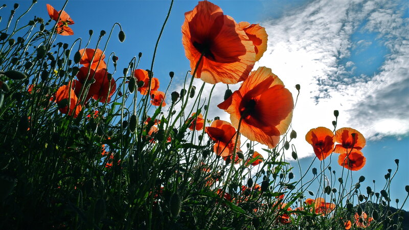 Red Poppy Flowers — Dramatic, Afternoon