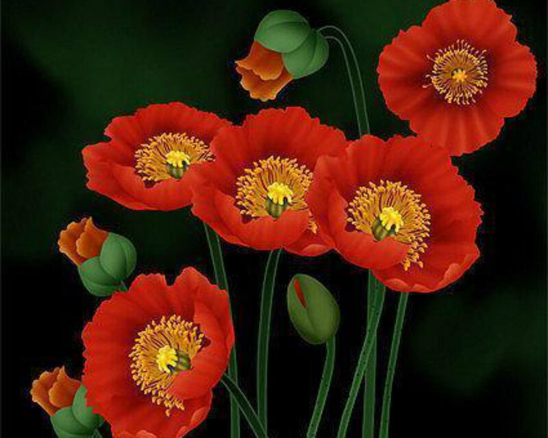 Red Poppy Flowers — Dramatic, Digital Art, Buds