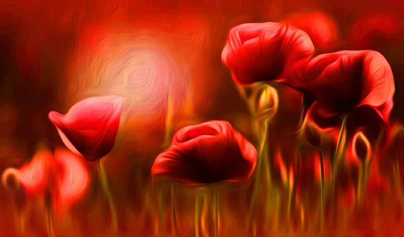 Red Poppy Flowers — Dramatic, Digital Art, Stems