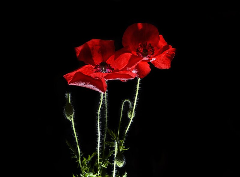 Red Poppy Flowers — Dramatic, Photograph, Flower Buds, Stems, Dark Background