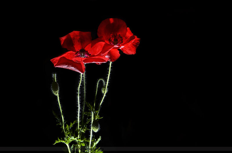 Red Poppy Flowers — Dramatic, Photograph, Flower Buds, Stems