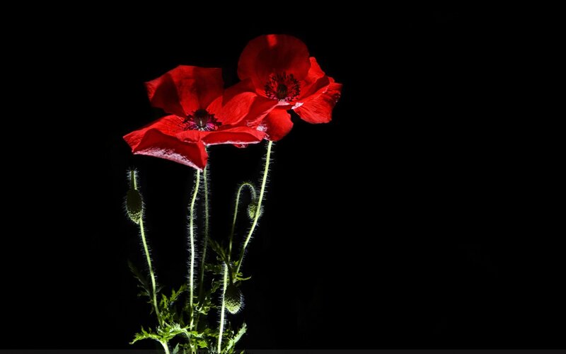 Red Poppy Flowers — Dramatic, Photograph, Flower Buds