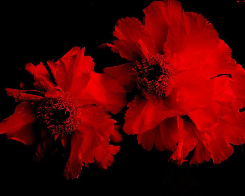Red Poppy Flowers — Dramatic, Photograph, Petals, Center