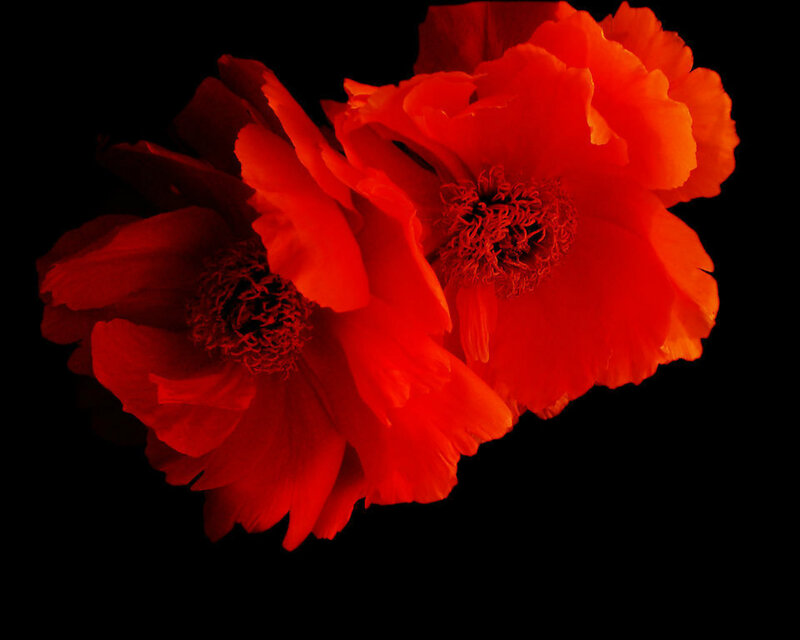 Red Poppy Flowers — Dramatic, Photograph, Petals