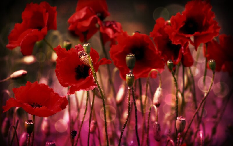 Red Poppy Flowers — Dramatic, Photograph