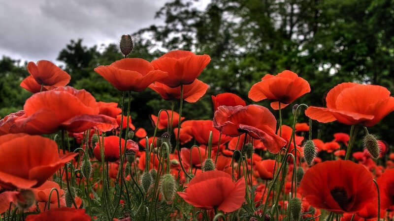 Red Poppy Flowers — Dramatic, Spring
