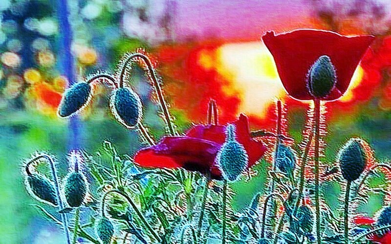 Red Poppy Flowers — Dramatic, Sunset, Digital Art, Buds