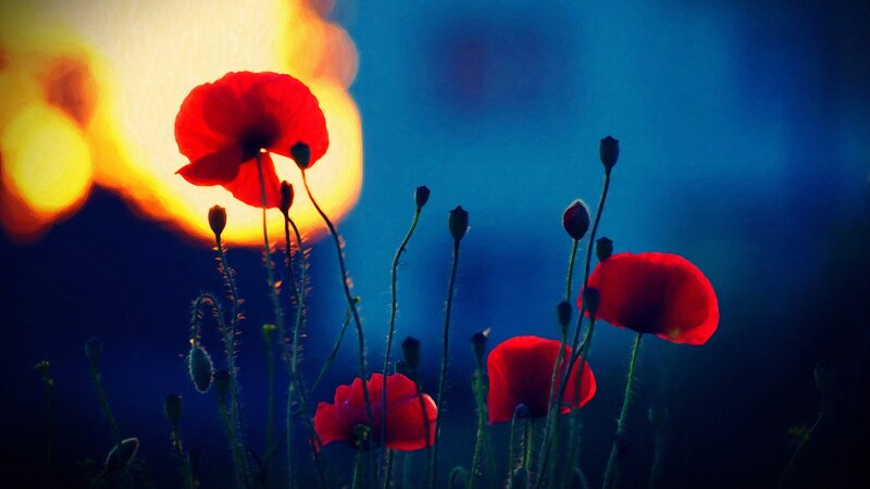 Red Poppy Flowers — Dramatic, Sunset, Photograph, Buds