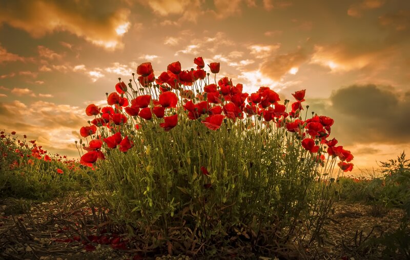 Red Poppy Flowers — Dramatic, Sunset, Photograph, Field