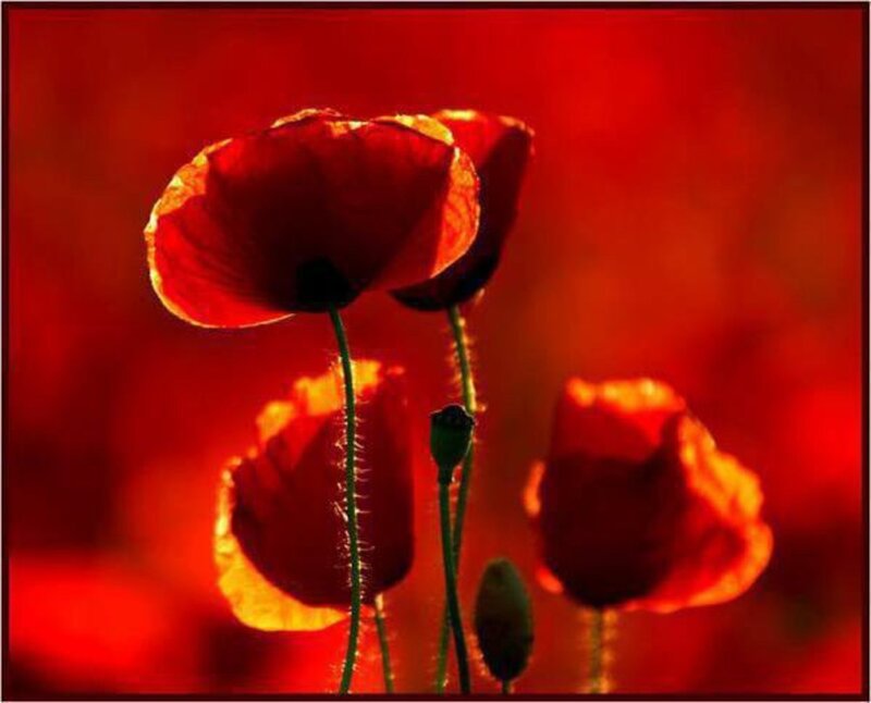 Red Poppy Flowers — Dramatic, Sunset, Photograph, Flower