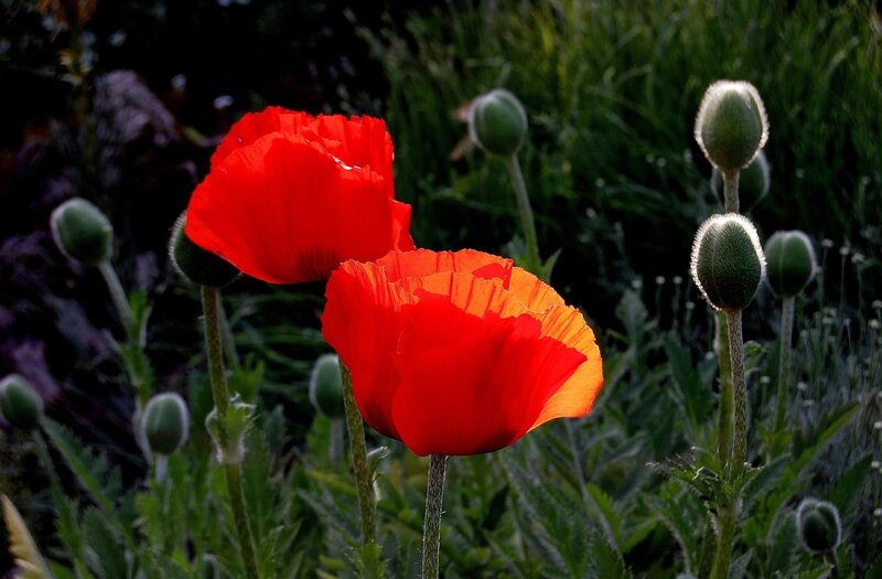 Red Poppy Flowers — Dramatic, Sunset, Photograph, Green Buds