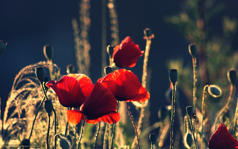 Red Poppy Flowers — Dramatic, Sunset, Photograph, Stems