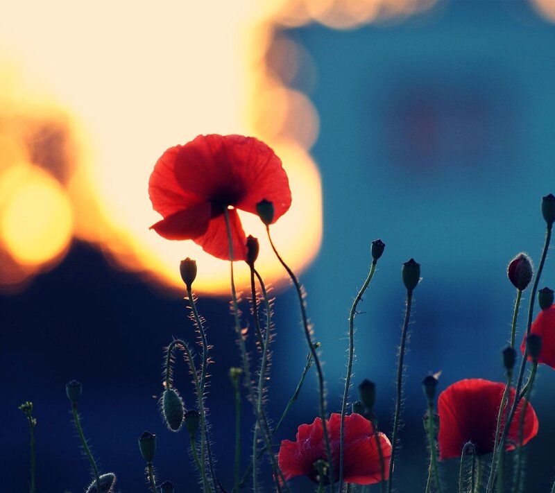 Red Poppy Flowers — Dramatic, Sunset, Photograph, Sun, Buds, Sky