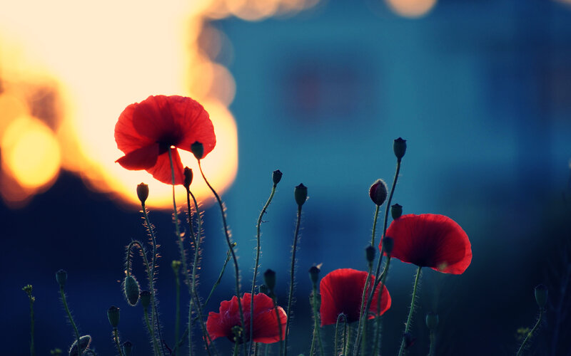 Red Poppy Flowers — Dramatic, Sunset, Photograph, Sun, Buds