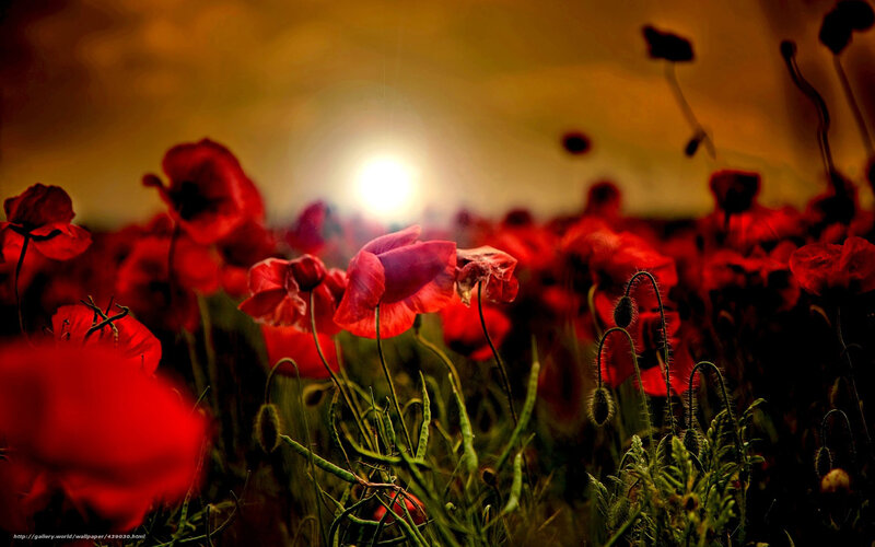 Red Poppy Flowers — Dramatic, Sunset, Photograph, Sun, Field