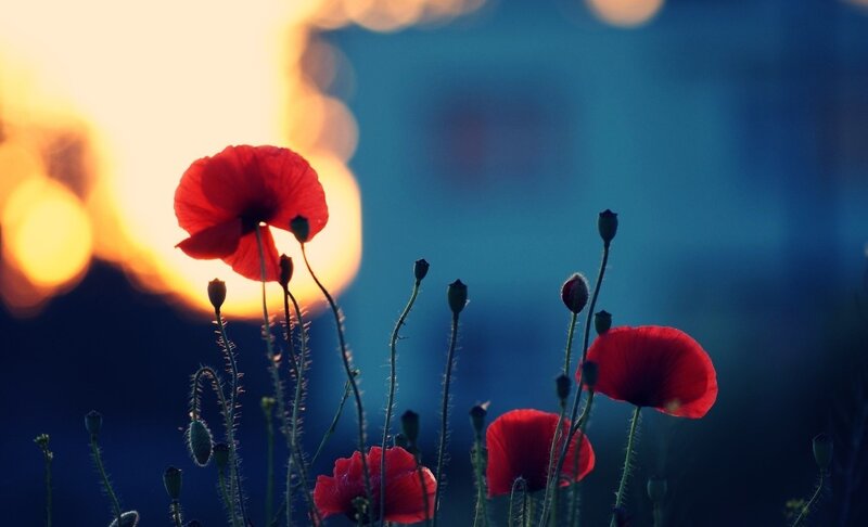 Red Poppy Flowers — Dramatic, Sunset, Photograph, Sun, Sky, Buds
