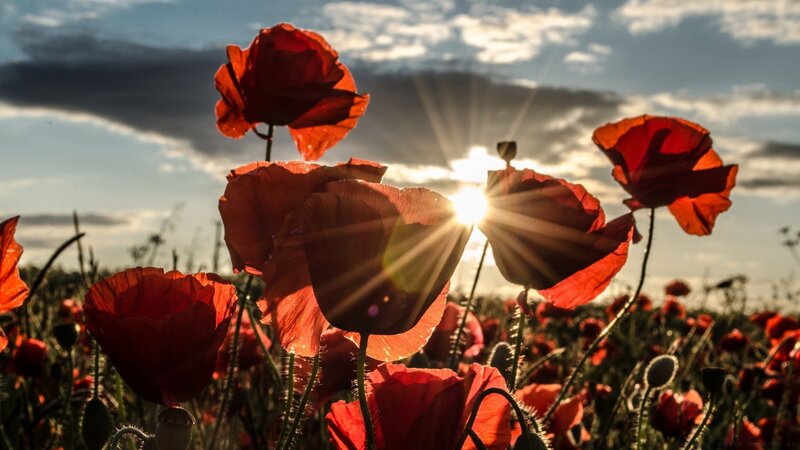 Red Poppy Flowers — Dramatic, Sunset, Photograph, Sun, Sky, Clouds