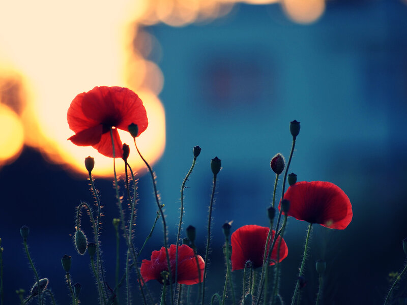 Red Poppy Flowers — Dramatic, Sunset, Photograph, Sun, Sky