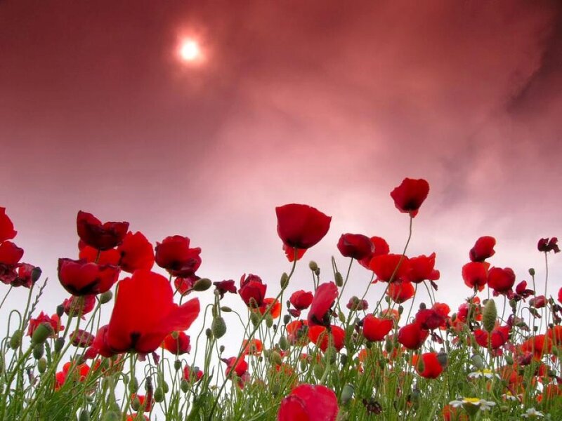 Red Poppy Flowers — Dramatic, Sunset