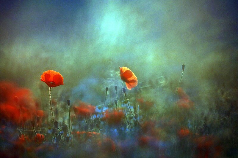 Red Poppy Flowers — Dreamy, Afternoon
