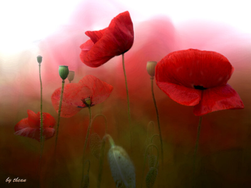 Red Poppy Flowers — Dreamy