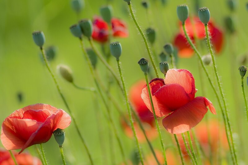 Red Poppy Flowers — Green Stems