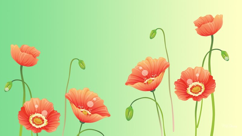 Red Poppy Flowers — Green