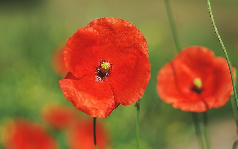 Red poppy flowers in a field