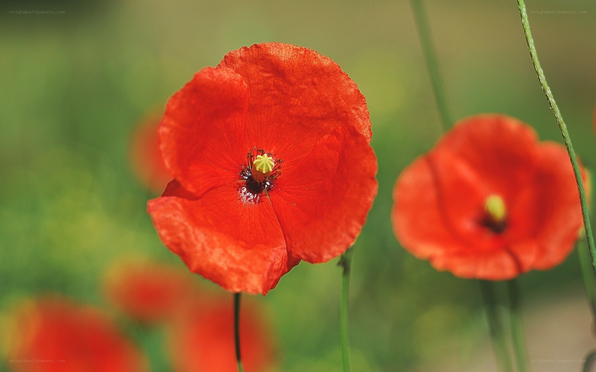 Red poppy flowers in a field