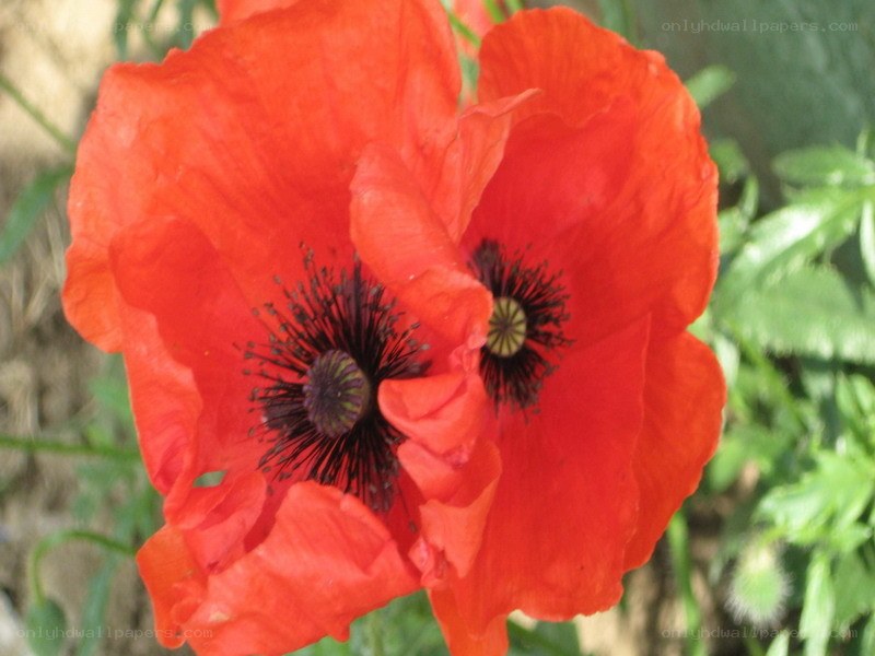 Red poppy flowers in bloom