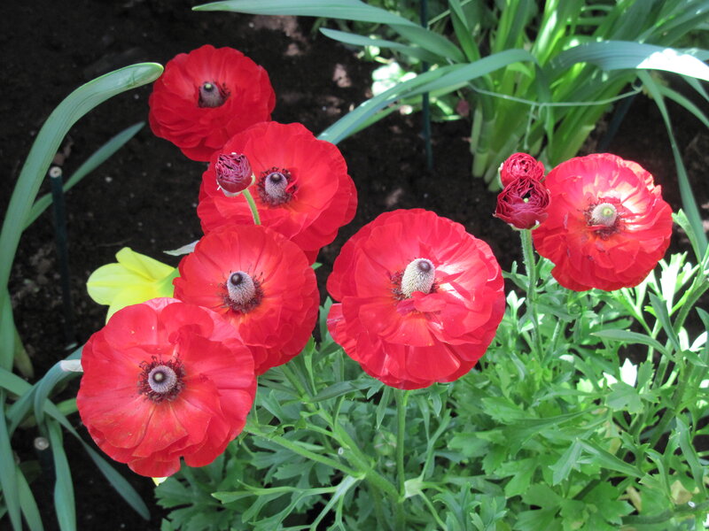 Red Poppy Flowers — Natural, Afternoon, Photograph, Green Leaves, Soil, Yellow Flower