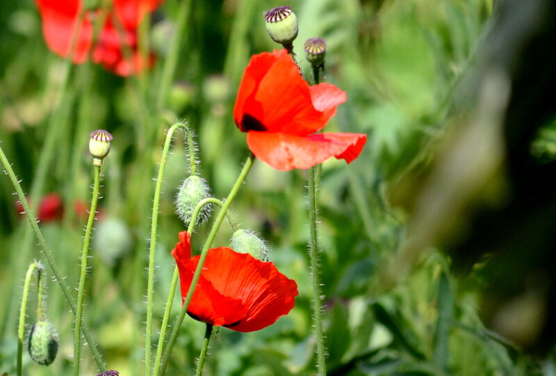 Red Poppy Flowers — Natural, Afternoon, Photograph, Green Stems