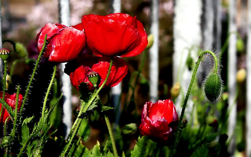Red Poppy Flowers — Natural, Afternoon, Photograph