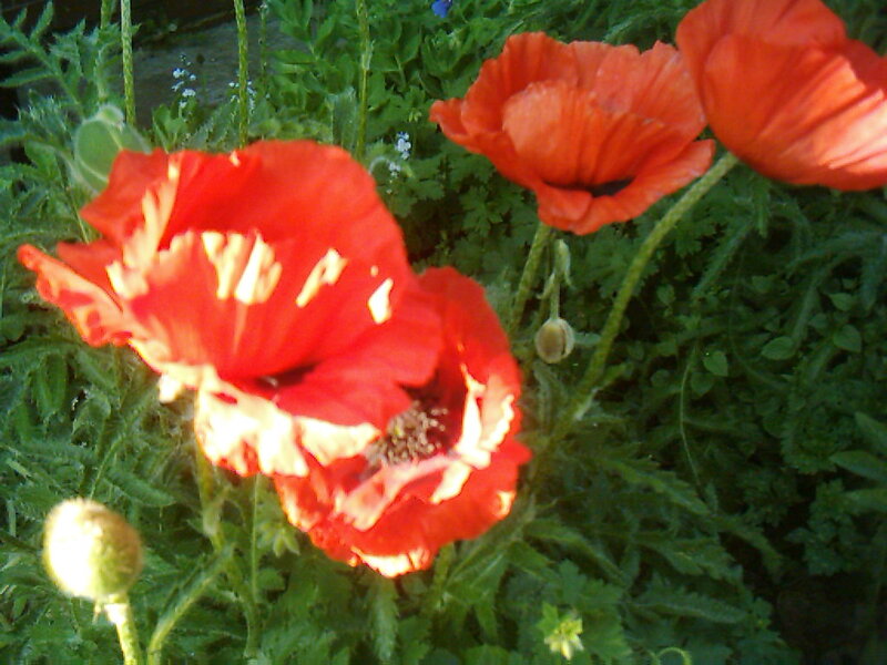 Red Poppy Flowers — Natural, Afternoon